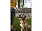 Adopt Amity a Brindle Mixed Breed (Large) / Mixed dog in West Chester