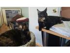 Adopt Braverly and Cecily (CeCe)-Bonded a Domestic Short Hair, Tortoiseshell
