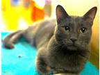 Adopt Whiskey a Gray or Blue Domestic Shorthair / Mixed (short coat) cat in Los