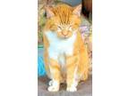 Adopt Drake a Orange or Red (Mostly) Domestic Shorthair cat in Breinigsville