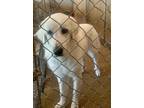 Adopt Lucy a Great Pyrenees