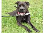 Adopt SPOONS a Black Mixed Breed (Medium) / Mixed dog in West Seneca