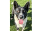 Adopt Jade a Border Collie, Akita