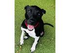 Adopt Rosemary a Black Terrier (Unknown Type, Small) / Mixed Breed (Medium) /