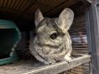 Adopt Marceline a Chinchilla