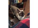 Adopt Roma and Sana a Tonkinese