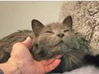 Adopt Madison a Domestic Medium Hair, Nebelung