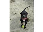 Adopt John Wick a Black American Pit Bull Terrier / Mixed Breed (Medium) / Mixed