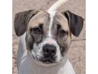 Adopt Waylen a Tan/Yellow/Fawn - with White American Staffordshire Terrier /