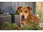 Adopt Coruscant a Mixed Breed (Medium) / Mixed dog in Park City, UT (37941548)