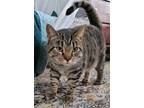 Adopt Zora a Brown Tabby Domestic Shorthair / Mixed (short coat) cat in Trenton