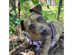 Adopt Shae a Brindle American Staffordshire Terrier / Mixed dog in Tulsa