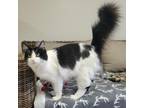 Adopt Puffin a Domestic Longhair / Mixed cat in Pleasant Hill, CA (37435075)