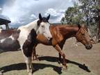 Adopt Trimble a Quarterhorse, Paint / Pinto