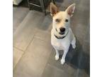 Adopt Popeye a White - with Brown or Chocolate Husky / Cattle Dog / Mixed dog in