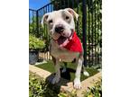 Adopt Tate a White - with Gray or Silver American Pit Bull Terrier / Mixed dog