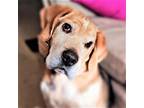 Adopt CLOONEY a Tricolor (Tan/Brown & Black & White) Beagle / Hound (Unknown