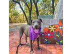 Adopt Tatiana a Gray/Silver/Salt & Pepper - with Black Pit Bull Terrier / Mixed