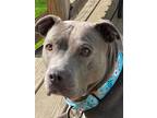 Adopt Ginx a Gray/Silver/Salt & Pepper - with White Pit Bull Terrier / Mixed dog