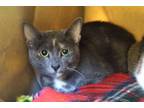 Adopt Lucky - Polydactyl! a Extra-Toes Cat / Hemingway Polydactyl