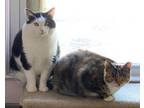 Adopt Chip & Posey SPIRIT CATS a Domestic Short Hair