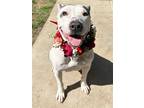 Adopt Millie a White - with Gray or Silver American Pit Bull Terrier / Mixed dog