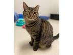 Adopt DeLaney - THUMBS! a Extra-Toes Cat / Hemingway Polydactyl, Tabby
