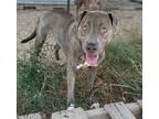 Adopt Cypress a Gray/Blue/Silver/Salt & Pepper Catahoula Leopard Dog dog in