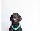 Adopt Tash a Black Labrador Retriever / Mixed dog in Houston, TX (37846397)