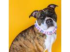 Adopt Dior a Boxer, Terrier