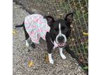 Adopt Juno a American Staffordshire Terrier