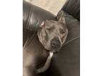 Adopt Trinity a Gray/Silver/Salt & Pepper - with White Pit Bull Terrier dog in