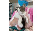 Adopt BELLA THE HUGGABLE 4 mo KITTEN a White (Mostly) Domestic Shorthair (short