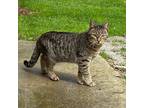 Adopt Gisele a Domestic Shorthair / Mixed (short coat) cat in Clinton