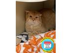 Adopt 2304-0002 Wave a Orange or Red Domestic Shorthair / Mixed (short coat) cat