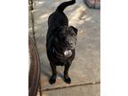 Adopt Johnny Cash a Black Shar Pei / Mixed dog in Lake Forest, CA (37865473)