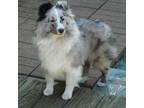 Adopt Amber/Krystal a Shetland Sheepdog / Sheltie