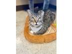 Adopt Pearl a Domestic Shorthair / Mixed (short coat) cat in New Braunfels