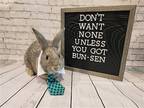 Adopt Bunsen a Grey/Silver Dwarf / Mixed rabbit in Columbus, OH (37999123)