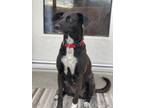 Adopt Sophie a Black - with White Labrador Retriever / Mixed dog in Albuquerque