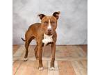 Adopt Chicken Wing a Pit Bull Terrier / Mixed dog in East ST Louis