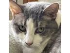 Adopt Gracie a White (Mostly) Domestic Shorthair (short coat) cat in Crystal
