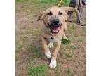 Adopt Lavender a Anatolian Shepherd, Bloodhound