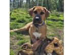 Adopt Cayenne a Anatolian Shepherd, Bloodhound