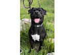 Adopt Jake a Black American Pit Bull Terrier / Mixed dog in Fishers
