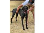 Adopt Siri a Great Dane / Mixed dog in Bullard, TX (37897811)