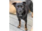 Adopt ALFIE ALLEN a Black - with Brown, Red, Golden, Orange or Chestnut Terrier