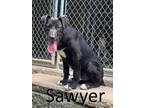 Adopt Sawyer a Black - with White Labrador Retriever / Irish Terrier / Mixed dog