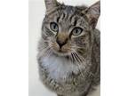 Adopt Morris a Brown Tabby Domestic Shorthair / Mixed (short coat) cat in