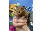 Adopt Nibbles -In Foster a Hamster